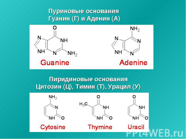 Пуриновые основания Гуанин (Г) и Аденин (А) Пиридиновые основания Цитозин (Ц), Тимин (Т), Урацил (У)