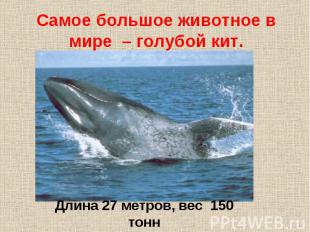 Самое большое животное в мире – голубой кит. Длина 27 метров, вес 150 тонн