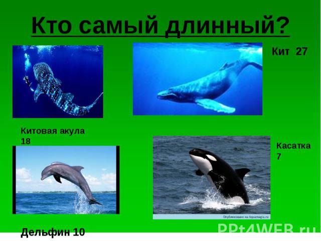 Кто самый длинный? Китовая акула 18 Дельфин 10 Кит Касатка 7
