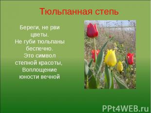 Тюльпанная степь Береги, не рви цветы. Не губи тюльпаны беспечно. Это символ сте