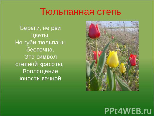 Тюльпанная степь Береги, не рви цветы. Не губи тюльпаны беспечно. Это символ степной красоты, Воплощение юности вечной