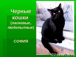 Черные кошки (ласковые, любопытные) СОФИЯ