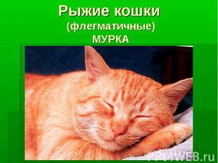 Рыжие кошки (флегматичные) МУРКА
