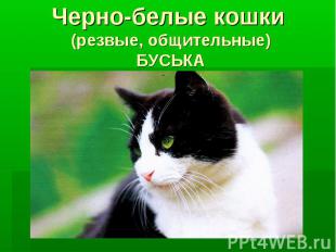 Черно-белые кошки (резвые, общительные) БУСЬКА