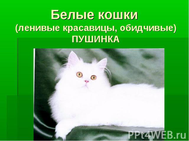 Белые кошки (ленивые красавицы, обидчивые) ПУШИНКА