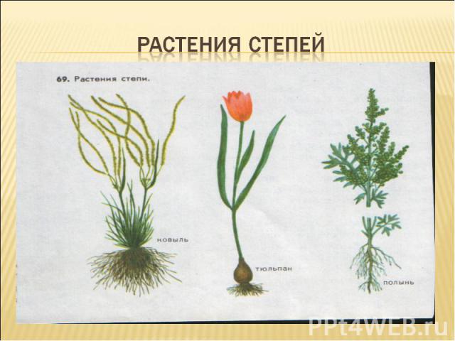 Степные растения волгоградской области фото и названия