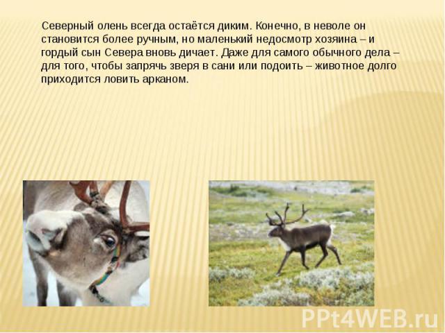 Реферат: Биология северного оленя