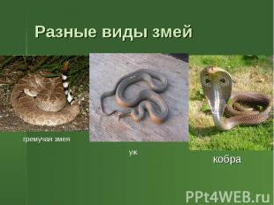 Разные виды змей гремучая змея уж кобра