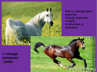 Масть лошади (цвет шерсти): белый, вороной, гнедой, в яблочках, в крапинку. У ло