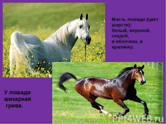 Масть лошади (цвет шерсти): белый, вороной, гнедой, в яблочках, в крапинку. У лошади шикарная грива.