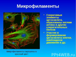 Микрофиламенты Сократимые элементы цитоскелета, образованы нитями актина и други