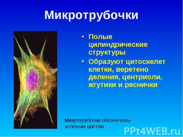 Микротрубочки Полые цилиндрические структуры Образуют цитоскелет клетки, веретено деления, центриоли, жгутики и реснички Микротрубочки обозначены зеленым цветом