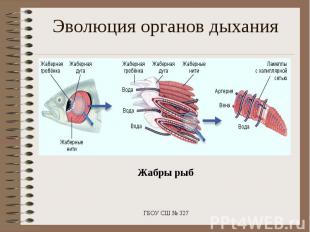 Эволюция органов дыхания Жабры рыб