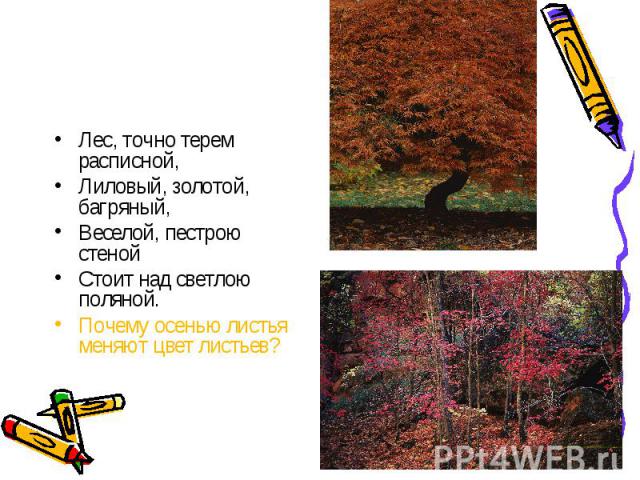 Лес, точно терем расписной, Лиловый, золотой, багряный, Веселой, пестрою стеной Стоит над светлою поляной. Почему осенью листья меняют цвет листьев?