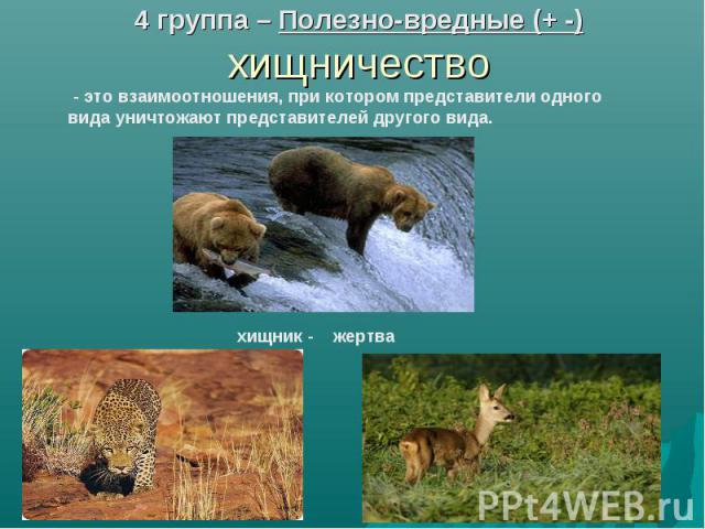 4 группа – Полезно-вредные (+ -) хищничество - это взаимоотношения, при котором представители одного вида уничтожают представителей другого вида.