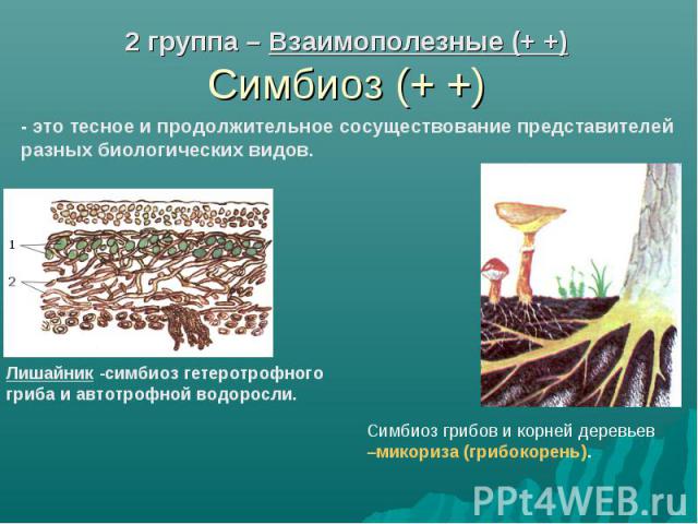 2 группа – Взаимополезные (+ +) Симбиоз (+ +) - это тесное и продолжительное сосуществование представителей разных биологических видов. Лишайник -симбиоз гетеротрофного гриба и автотрофной водоросли. Симбиоз грибов и корней деревьев –микориза (грибо…