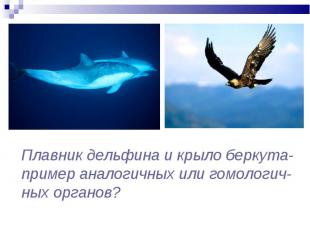 Плавник дельфина и крыло беркута- пример аналогичных или гомологич- ных органов?
