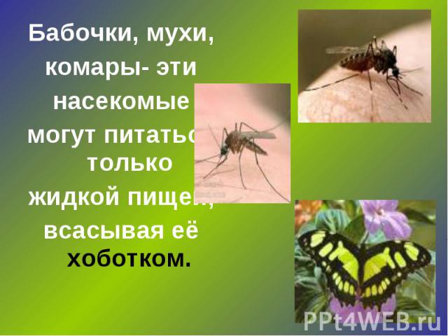 Бабочки, мухи, комары- эти насекомые могут питаться только жидкой пищей, всасывая её хоботком.