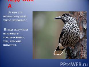 КЕДРОВКА За что эта птица получила такое название? Птица получила название в соо