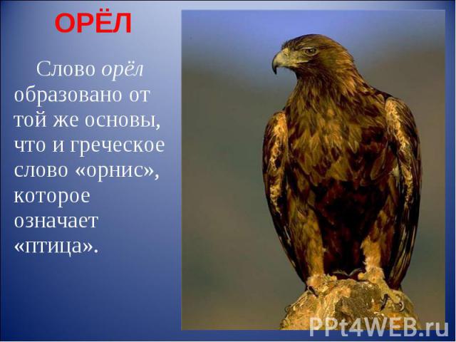 ОРЁЛ Слово орёл образовано от той же основы, что и греческое слово «орнис», которое означает «птица».