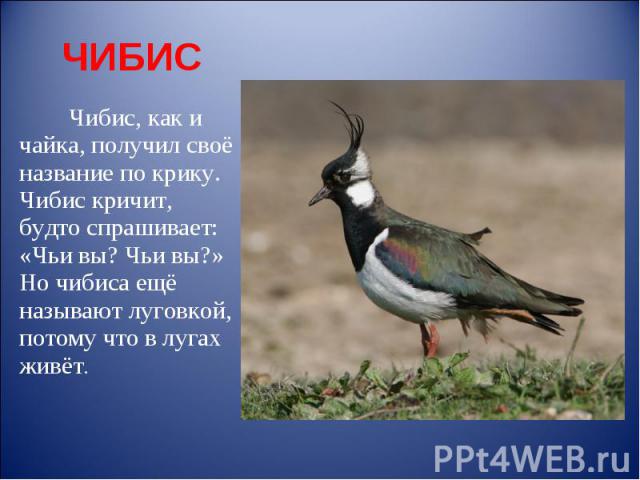 ЧИБИС Чибис, как и чайка, получил своё название по крику. Чибис кричит, будто спрашивает: «Чьи вы? Чьи вы?» Но чибиса ещё называют луговкой, потому что в лугах живёт.