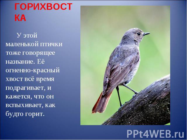 ГОРИХВОСТКА У этой маленькой птички тоже говорящее название. Её огненно-красный хвост всё время подрагивает, и кажется, что он вспыхивает, как будто горит.