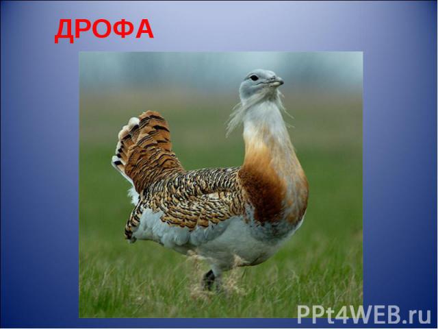 ДРОФА