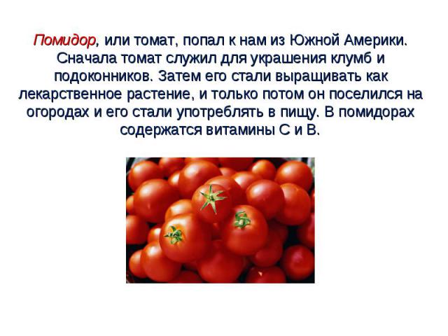 Помидор, или томат, попал к нам из Южной Америки. Сначала томат служил для украшения клумб и подоконников. Затем его стали выращивать как лекарственное растение, и только потом он поселился на огородах и его стали употреблять в пищу. В помидорах сод…