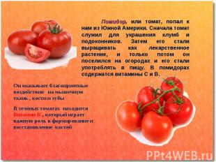 Помидор, или томат, попал к нам из Южной Америки. Сначала томат служил для украш