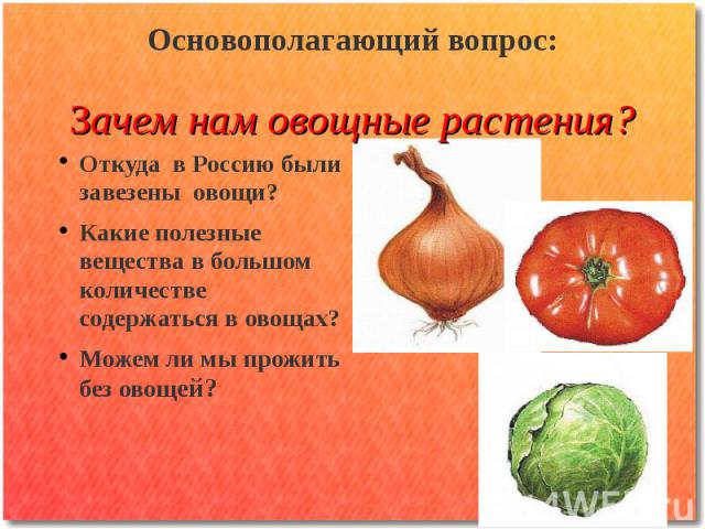 Основополагающий вопрос: Зачем нам овощные растения? Откуда в Россию были завезены овощи? Какие полезные вещества в большом количестве содержаться в овощах? Можем ли мы прожить без овощей?