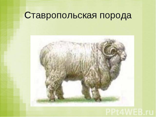 Ставропольская порода