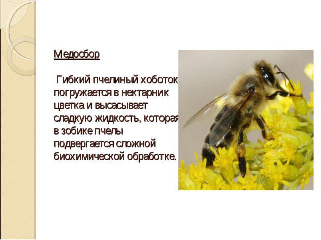 Медосбор Гибкий пчелиный хоботок погружается в нектарник цветка и высасывает сладкую жидкость, которая в зобике пчелы подвергается сложной биохимической обработке.