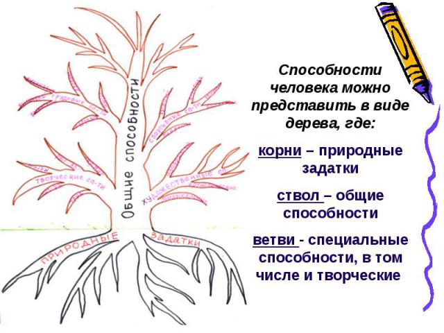 Способности человека можно представить в виде дерева, где: корни – природные задатки ствол – общие способности ветви - специальные способности, в том числе и творческие