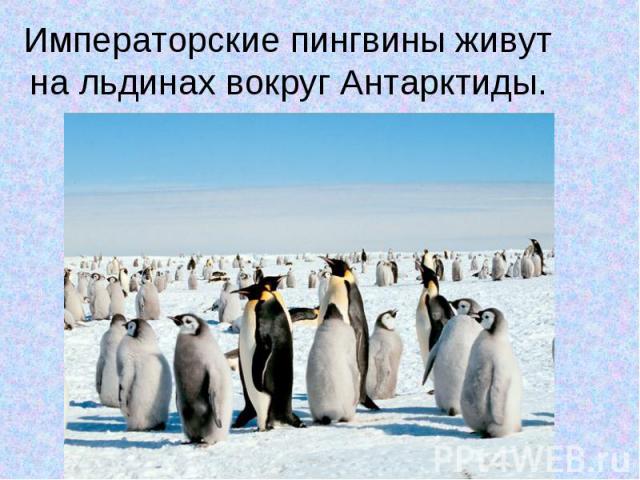 Императорские пингвины живут на льдинах вокруг Антарктиды.