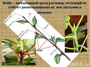 Побег – вегетативный орган растения, состоящий из стебля с расположенными на нем