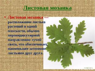 Листовая мозаика Листовая мозаика — расположение листьев растений в одной плоско