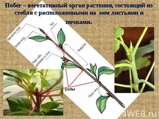 Побег – вегетативный орган растения, состоящий из стебля с расположенными на нем листьями и почками.