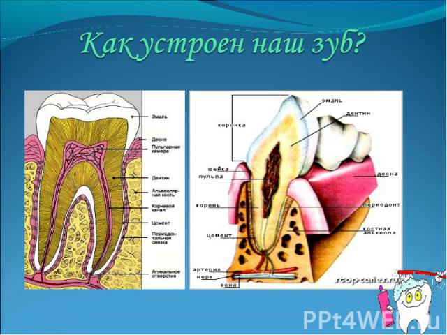Как устроен наш зуб?