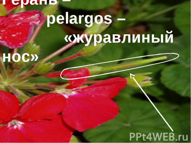 Герань – pelargos – «журавлиный нос»