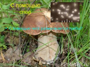 С помощью спор С помощью чего размножаются грибы?