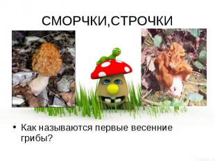 СМОРЧКИ,СТРОЧКИ Как называются первые весенние грибы?