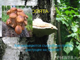ОПЯТА Как называются съедобные грибы, растущие на берёзе?