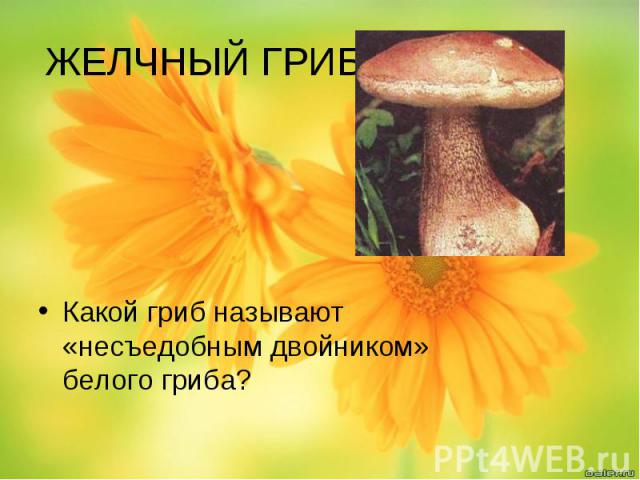 ЖЕЛЧНЫЙ ГРИБ Какой гриб называют «несъедобным двойником» белого гриба?