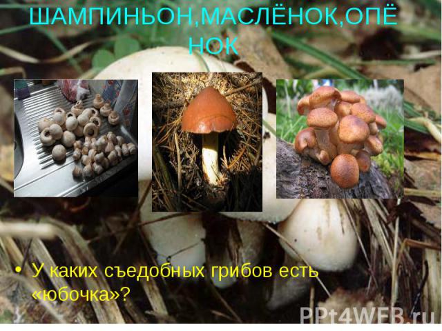 ШАМПИНЬОН,МАСЛЁНОК,ОПЁНОК У каких съедобных грибов есть «юбочка»?