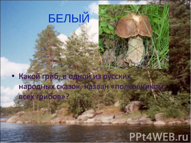 БЕЛЫЙ Какой гриб, в одной из русских народных сказок, назван «полковником всех грибов»?