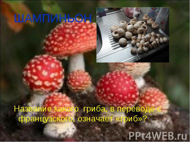 ШАМПИНЬОН Название какого гриба, в переводе с французского, означает «гриб»?