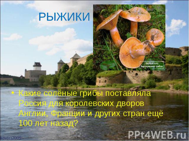 РЫЖИКИ Какие солёные грибы поставляла Россия для королевских дворов Англии, Франции и других стран ещё 100 лет назад?