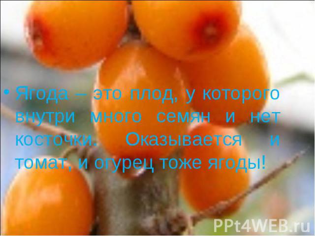 Ягода – это плод, у которого внутри много семян и нет косточки. Оказывается и томат, и огурец тоже ягоды!