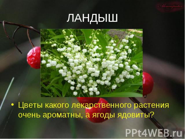 ЛАНДЫШ Цветы какого лекарственного растения очень ароматны, а ягоды ядовиты?