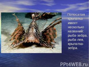 Полосатая крылатка имеет несколько названий: рыба-зебра, рыба-лев, крылатка-зебр